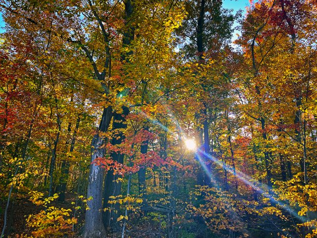 fall photography in western pa, western pa photography, nature photography laurel mountains