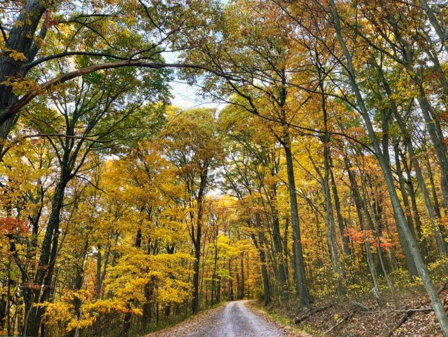 fall photography in western pa, western pa photography, nature photography laurel mountains