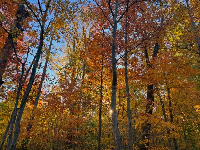 fall photography in western pa, western pa photography, nature photography laurel mountains