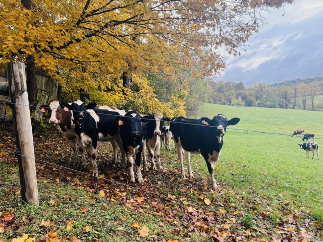 fall photography in western pa, western pa photography, nature photography laurel mountains