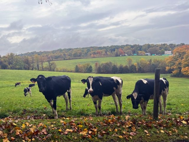 fall photography in western pa, western pa photography, nature photography laurel mountains