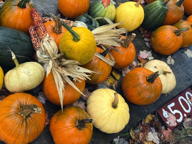 fall photography in western pa, western pa photography, nature photography laurel mountains