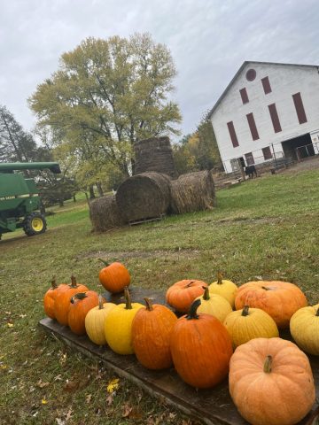 fall photography in western pa, western pa photography, nature photography laurel mountains