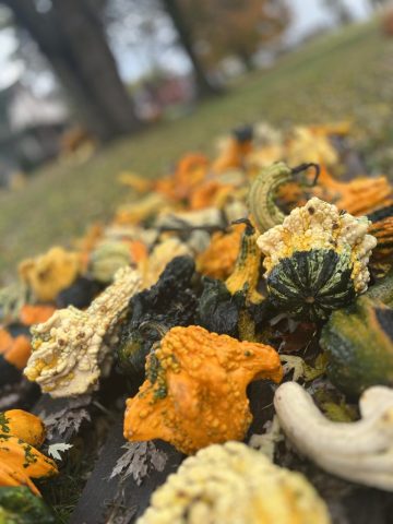 fall photography in western pa, western pa photography, nature photography laurel mountains