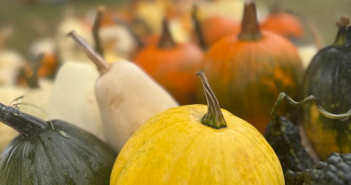 western Pennsylvania photography, PA photography, pa photographer, laurel highlands, laurel mountains, photography, nature photography