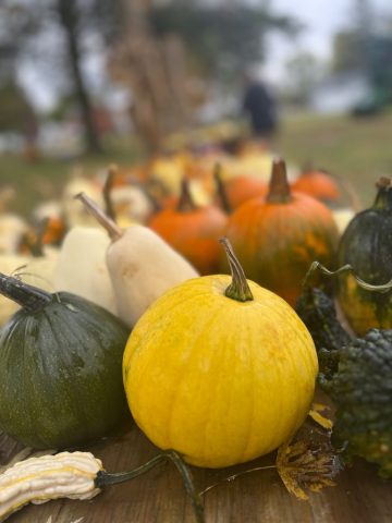 fall photography in western pa, western pa photography, nature photography laurel mountains