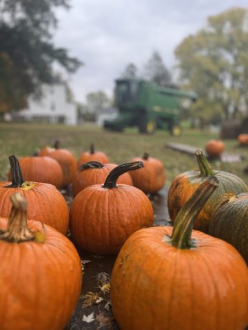 fall photography in western pa, western pa photography, nature photography laurel mountains